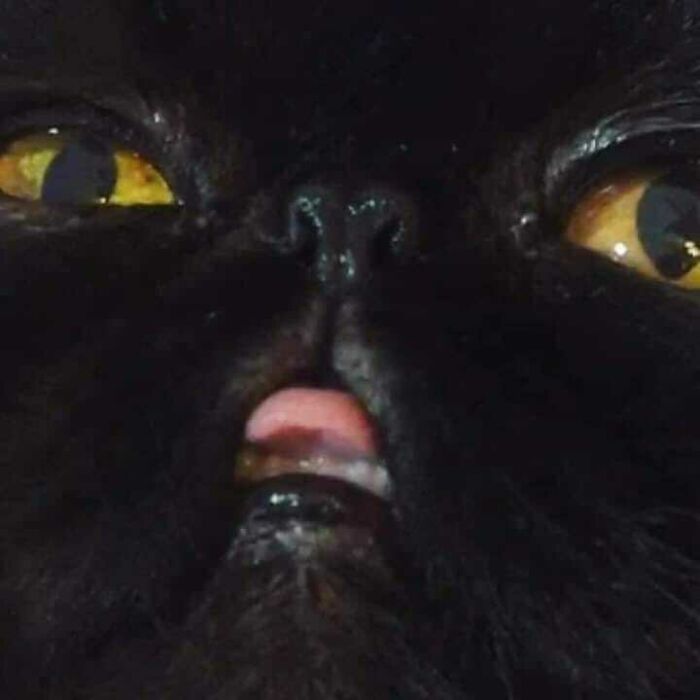 Funny-Nonsense-Animal-Images