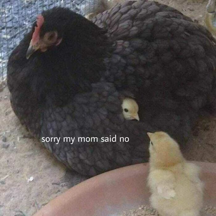 Funny-Nonsense-Animal-Images