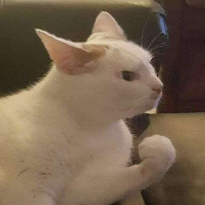 Funny-Nonsense-Animal-Images