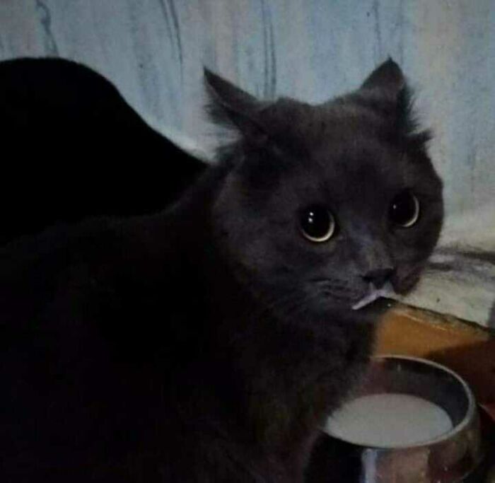 Funny-Nonsense-Animal-Images