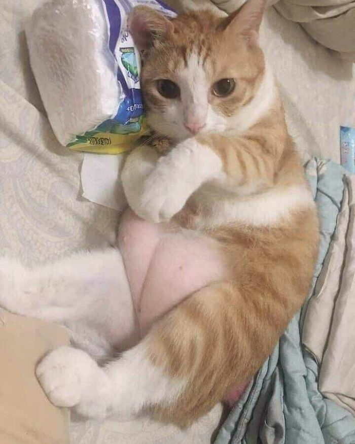 Funny-Nonsense-Animal-Images