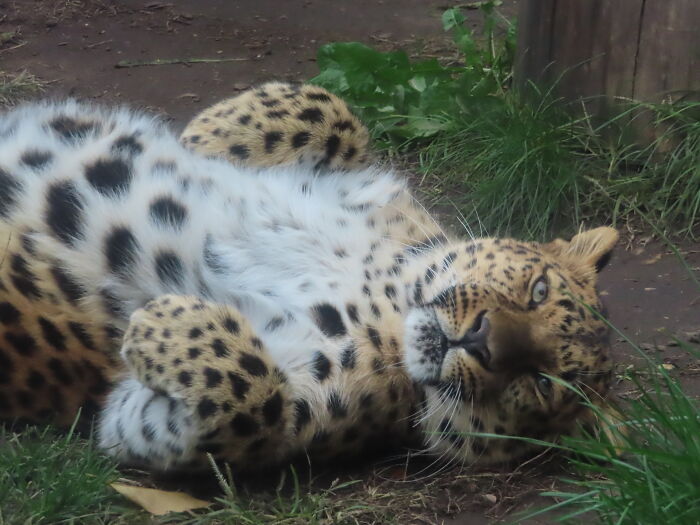 Forbidden Belly Rubs