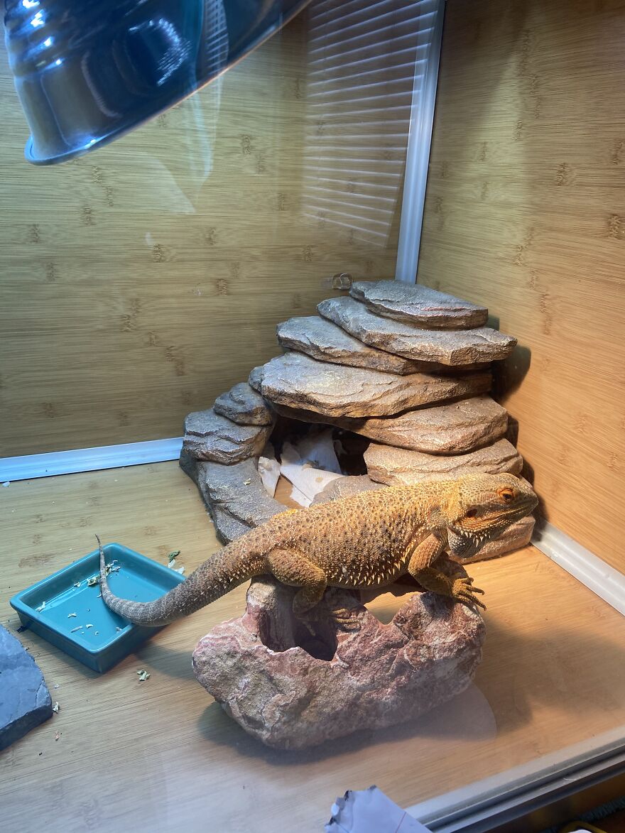 Archie Got A Little Big For His Favorite Rock