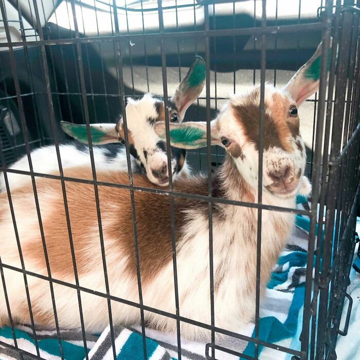 Say Hello To Paisley And Cami