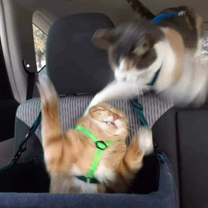 Funny-Nonsense-Animal-Images