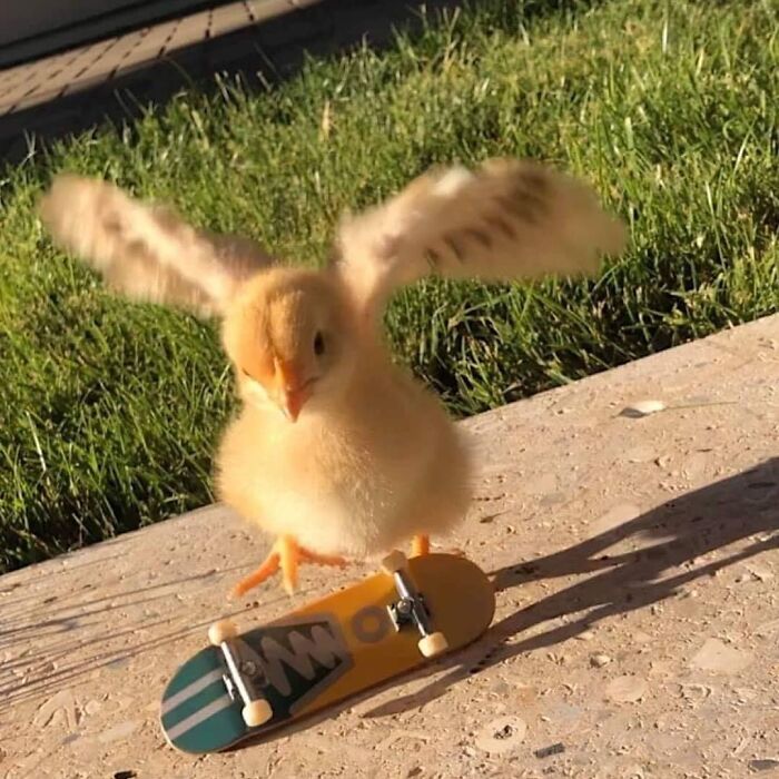 Funny-Nonsense-Animal-Images