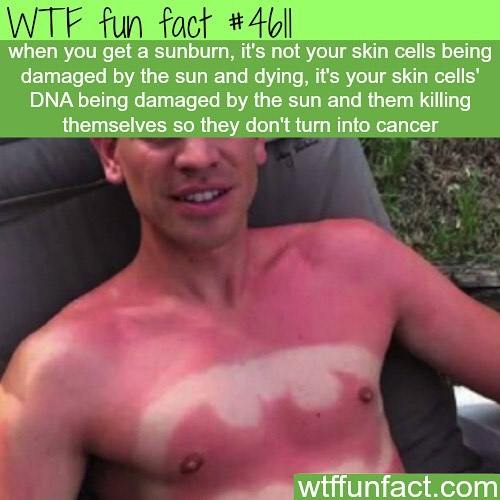 Weird-Fun-Facts