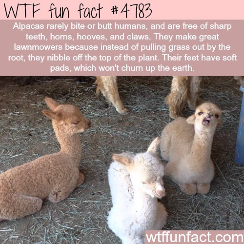 Weird-Fun-Facts