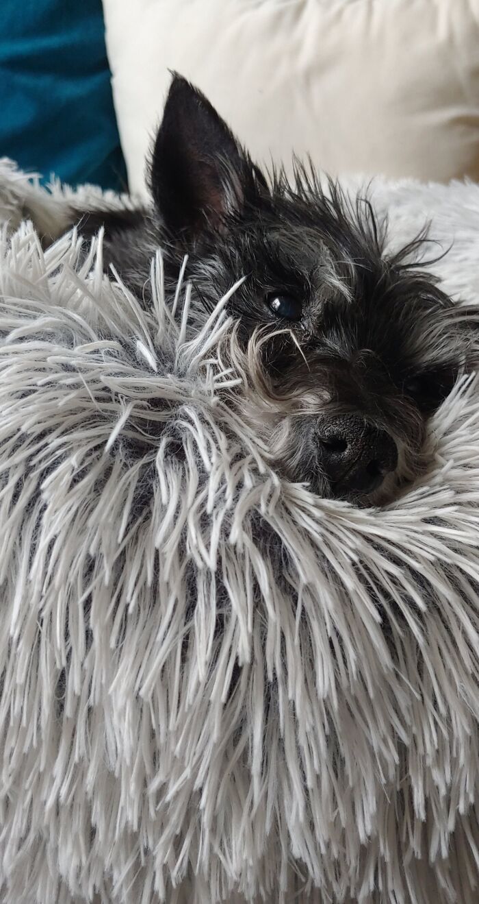 She Didn't Like Very Many Toys, But For Some Reason She Liked Playing Tug With Beds And Pillows. Her With Her Favorite Bed