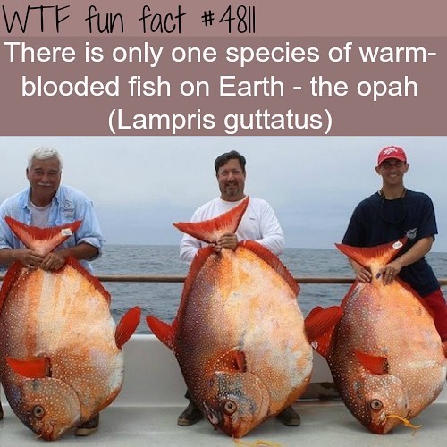 Weird-Fun-Facts