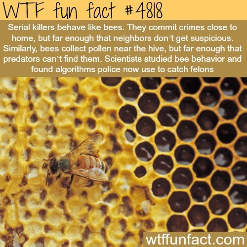 Weird-Fun-Facts