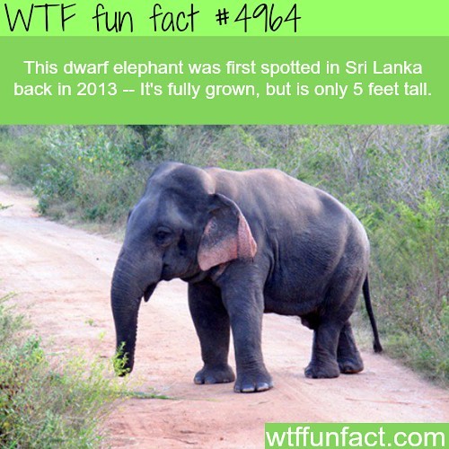 Weird-Fun-Facts