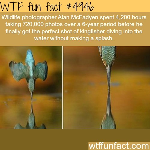 Weird-Fun-Facts