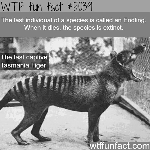 Weird-Fun-Facts