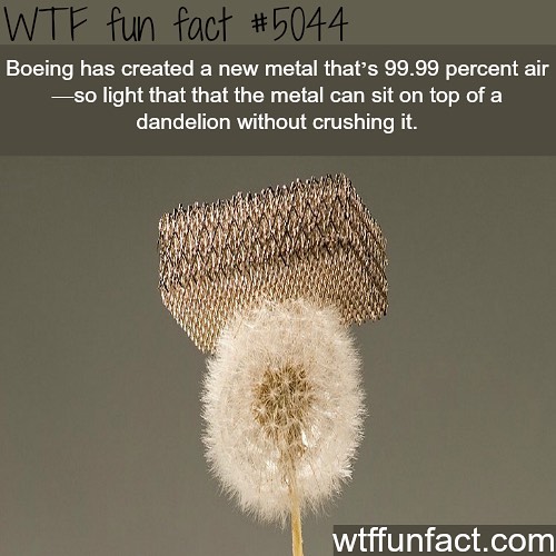 Weird-Fun-Facts