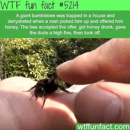 Weird-Fun-Facts