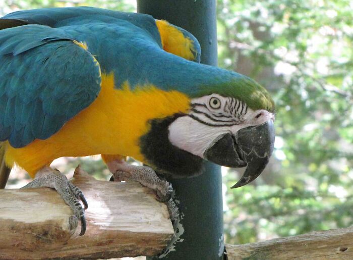 Blue And Yellow Macaw