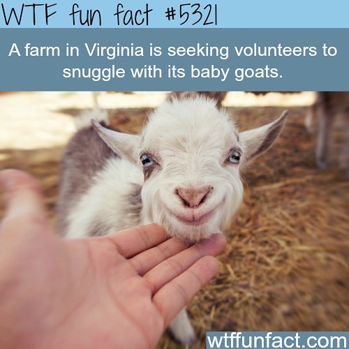 Weird-Fun-Facts