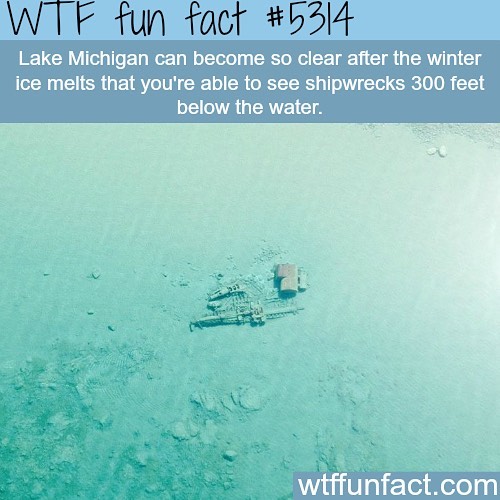 Weird-Fun-Facts