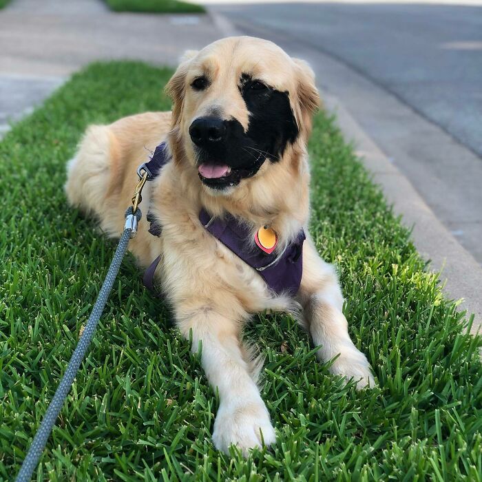 Un Golden retriever con un raro parche negro en el rostro