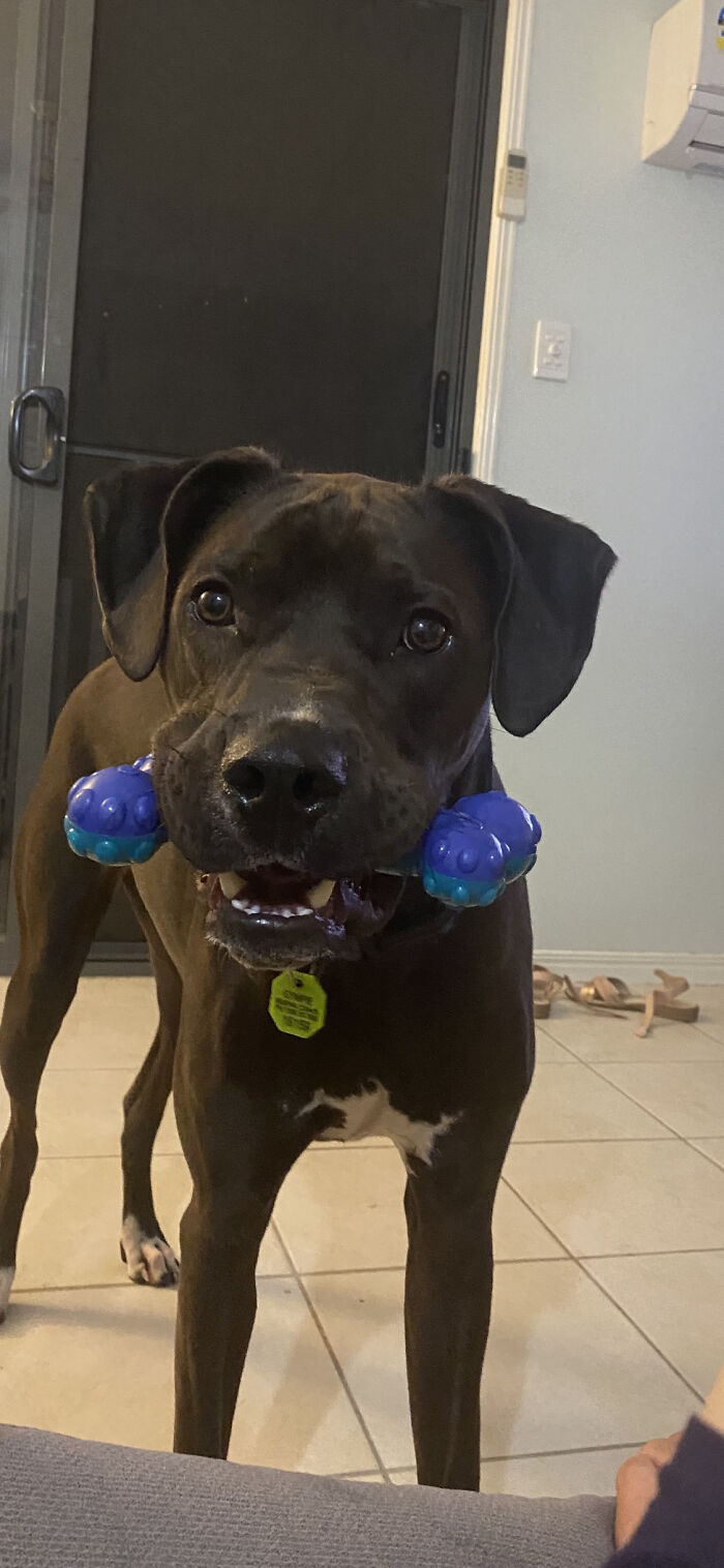 I Think Someone Wants To Play!