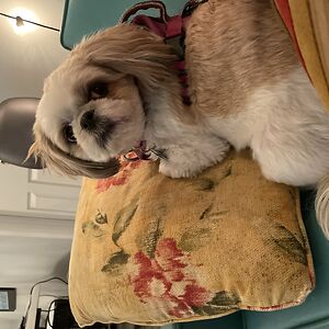 idkitswhatever avatar