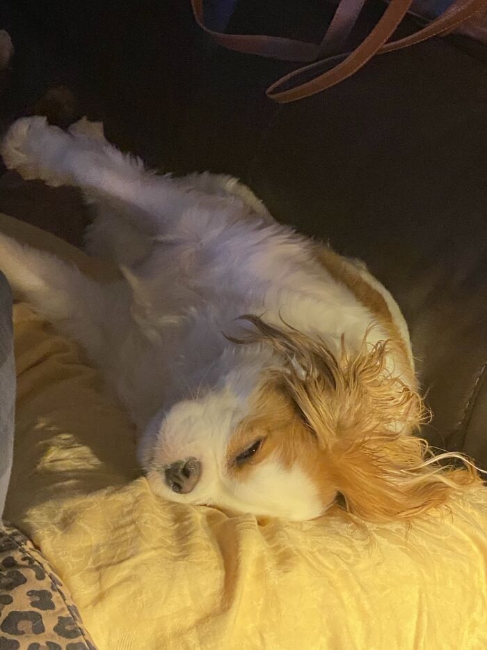 Penny. So Comfortable.