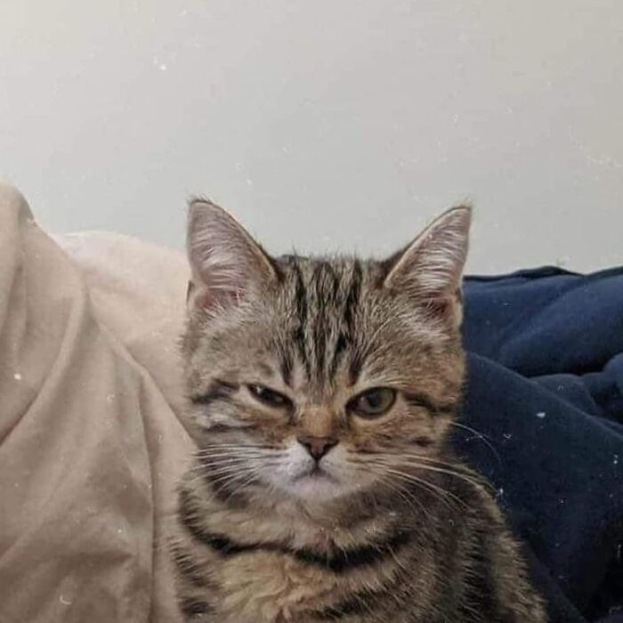 Funny-Nonsense-Animal-Images