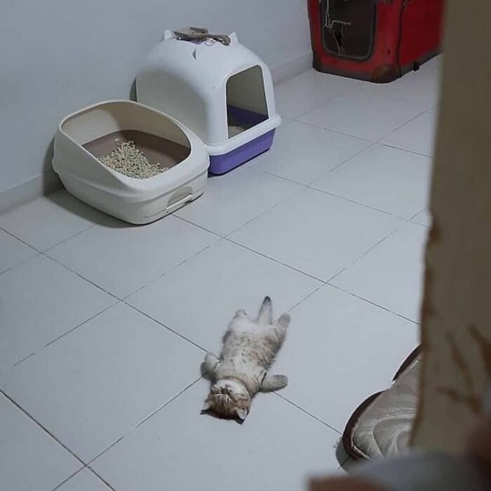 Funny-Nonsense-Animal-Images