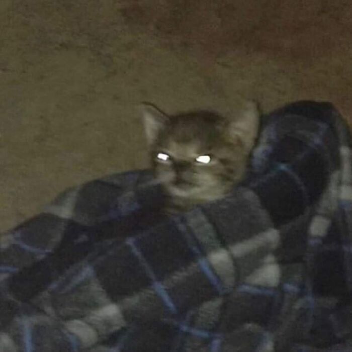 Funny-Nonsense-Animal-Images