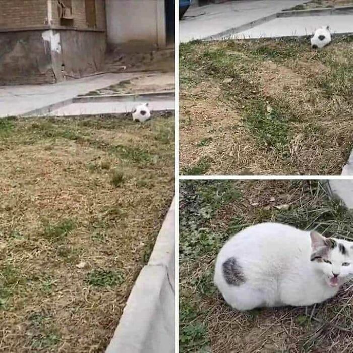 Funny-Nonsense-Animal-Images