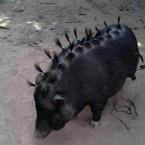 Funny-Nonsense-Animal-Images