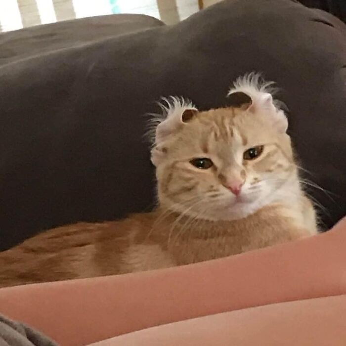 Funny-Nonsense-Animal-Images