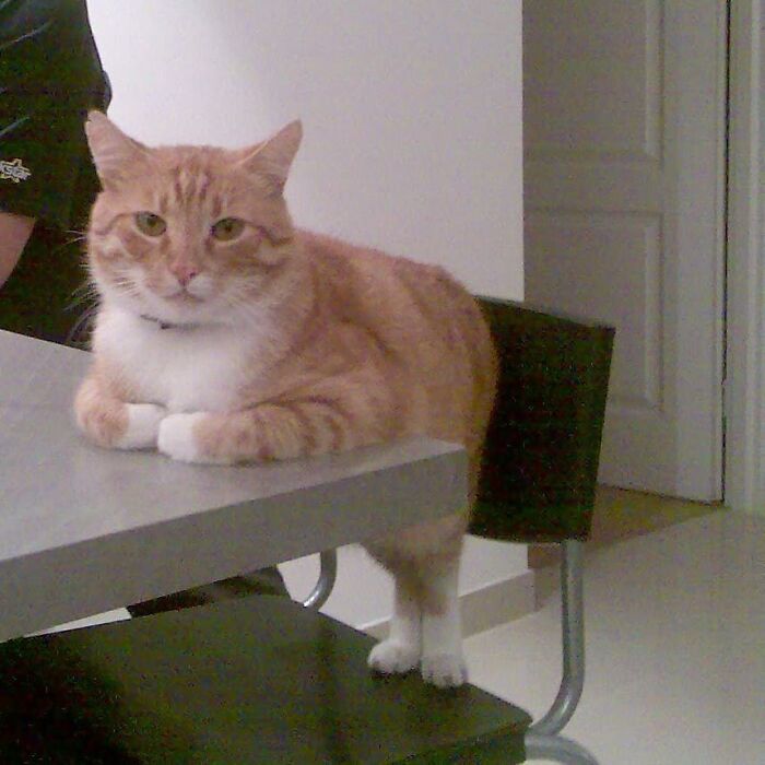 Funny-Nonsense-Animal-Images