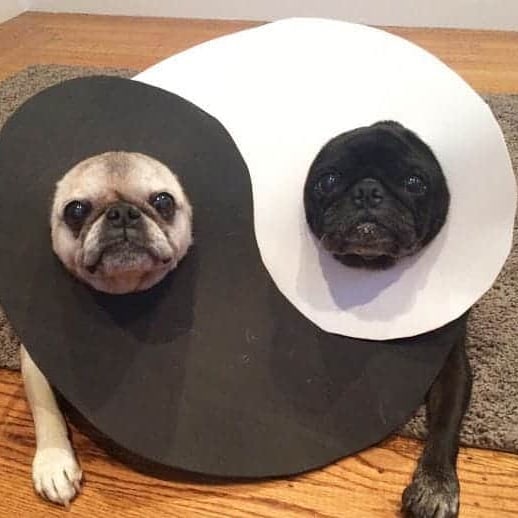 Funny-Nonsense-Animal-Images