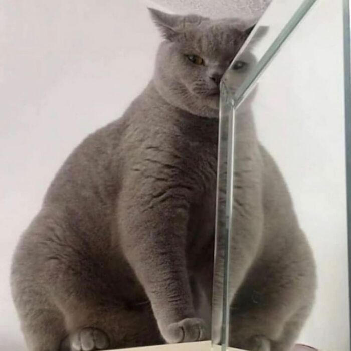 Funny-Nonsense-Animal-Images