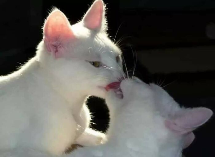 Funny-Nonsense-Animal-Images