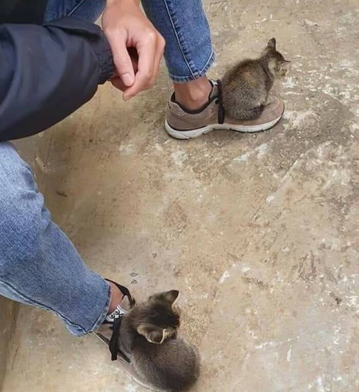 Funny-Nonsense-Animal-Images