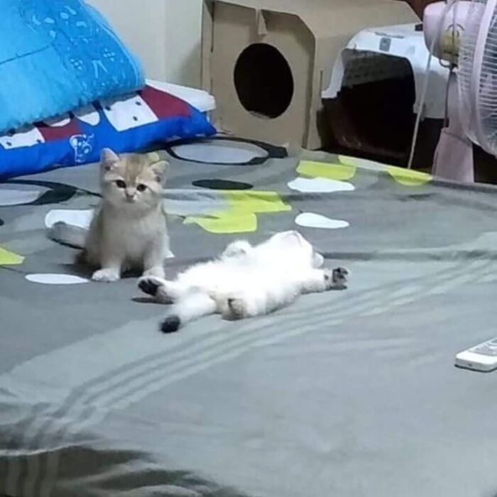 Funny-Nonsense-Animal-Images