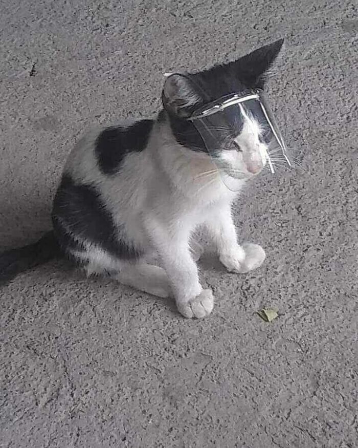 Funny-Nonsense-Animal-Images