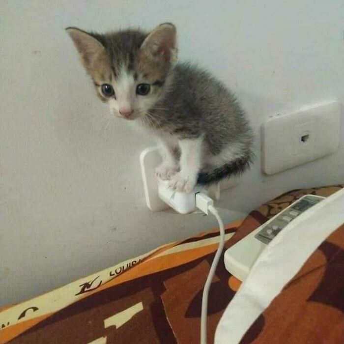 Funny-Nonsense-Animal-Images