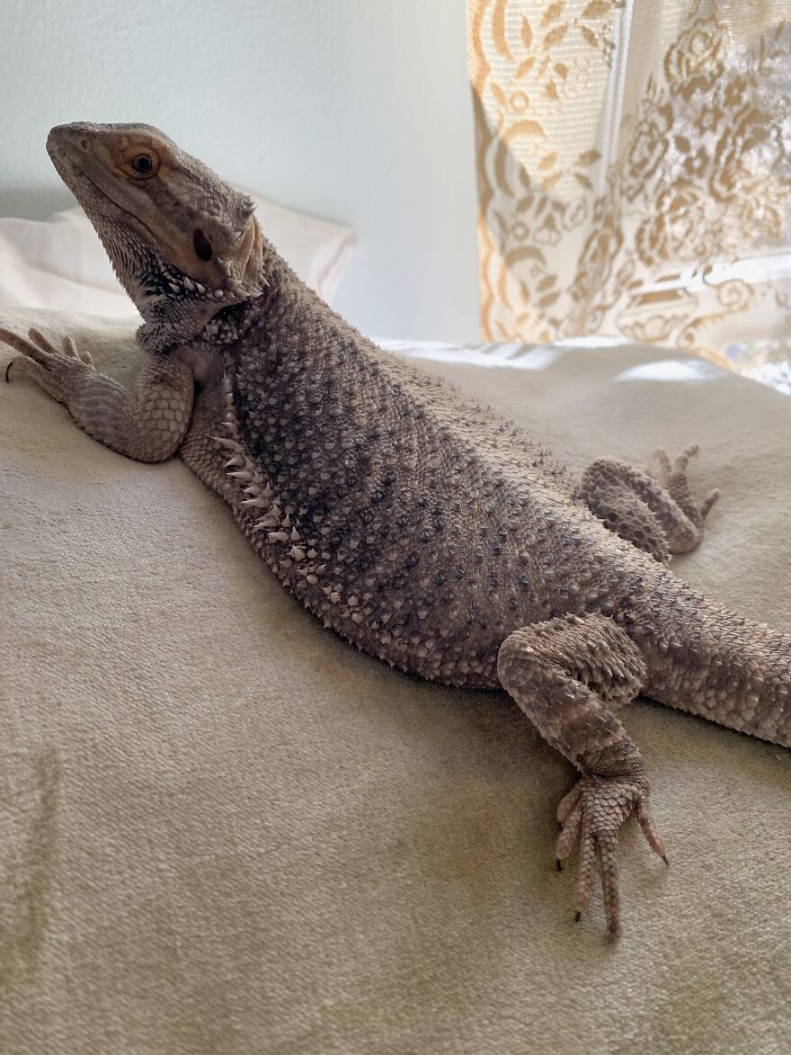 Bearded Dragons Are So Cute Me !