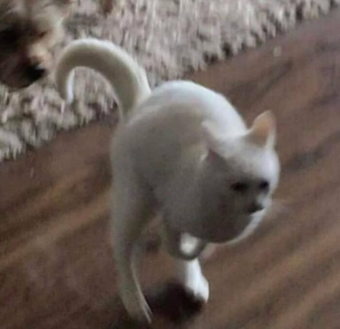 Funny-Nonsense-Animal-Images