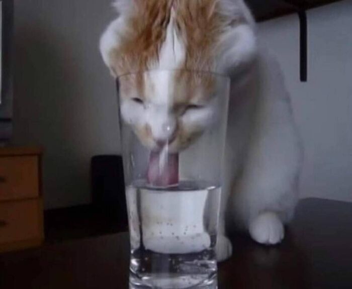 Funny-Nonsense-Animal-Images