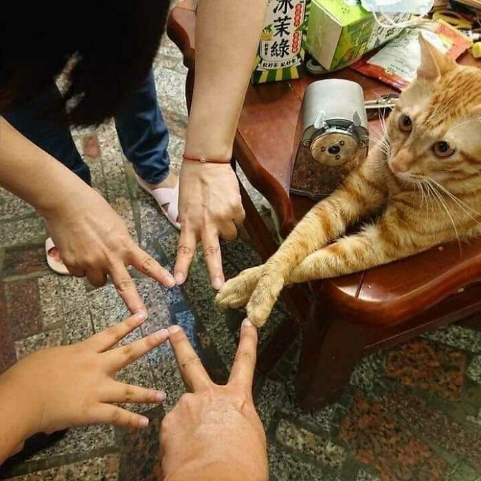 Funny-Nonsense-Animal-Images