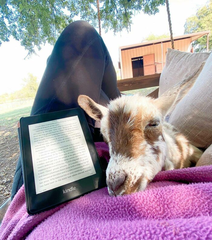 Goat Snoozing On My Lap