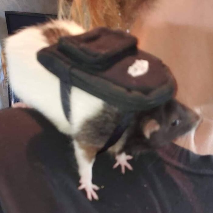 Funny-Nonsense-Animal-Images