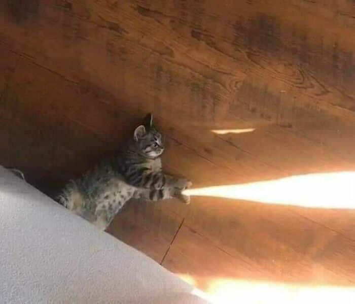 Funny-Nonsense-Animal-Images