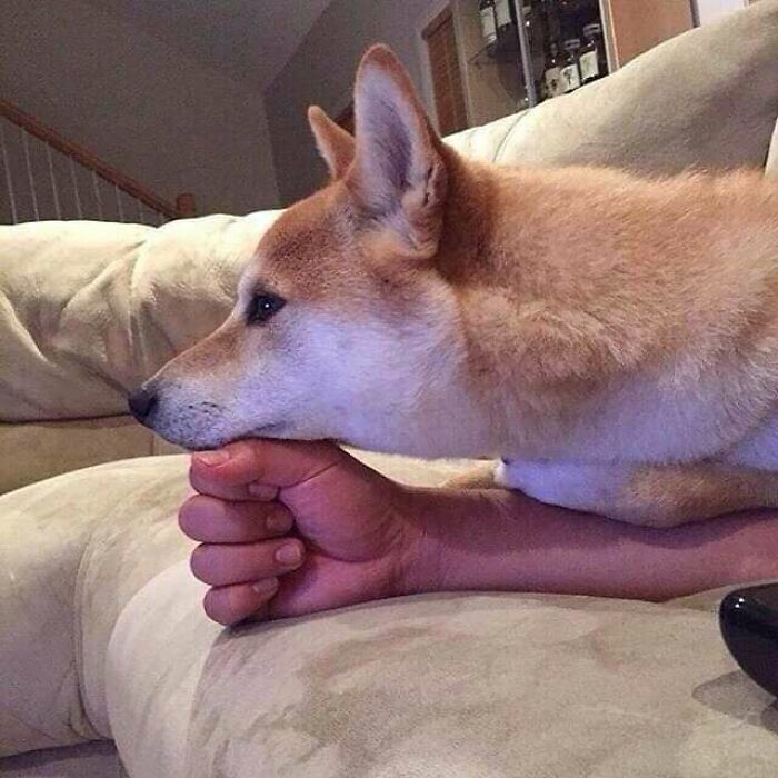 Funny-Nonsense-Animal-Images