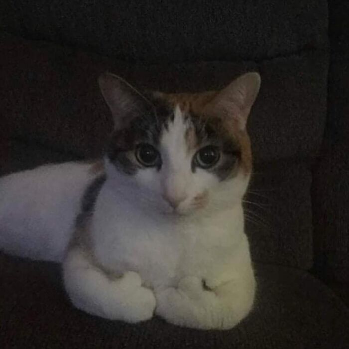 Funny-Nonsense-Animal-Images